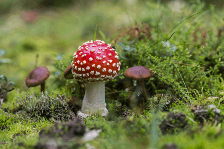 Weet hoe je giftige paddenstoelen herkent