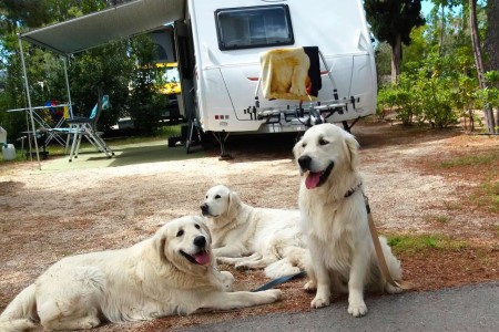 Camping Senia Stobrec Split pet friendly perros en parcela