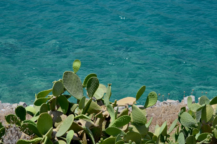 chumberas en la costa