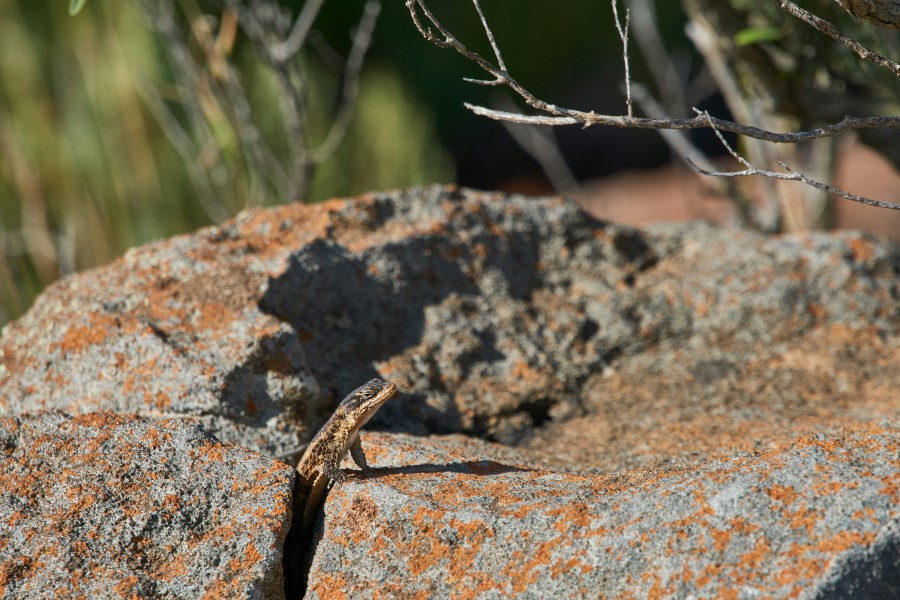flora fauna campings senia lagarto comun en una piedra
