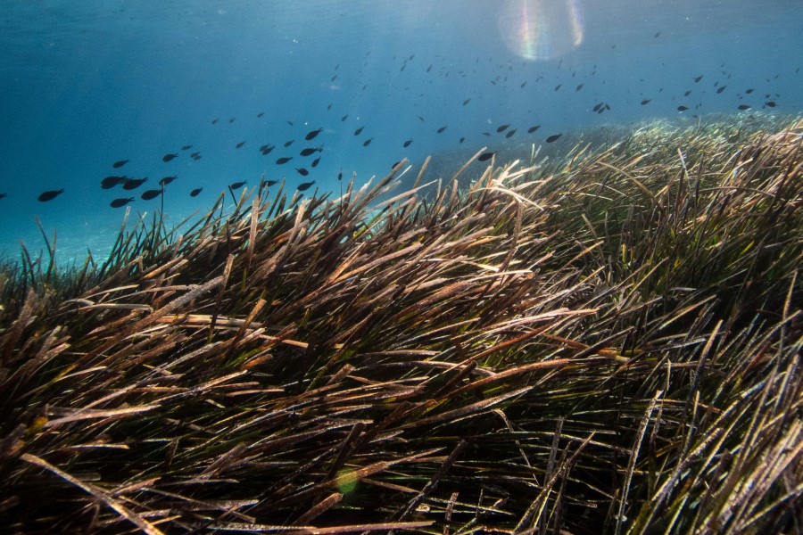 pradera de posidonia en el mediterráneo