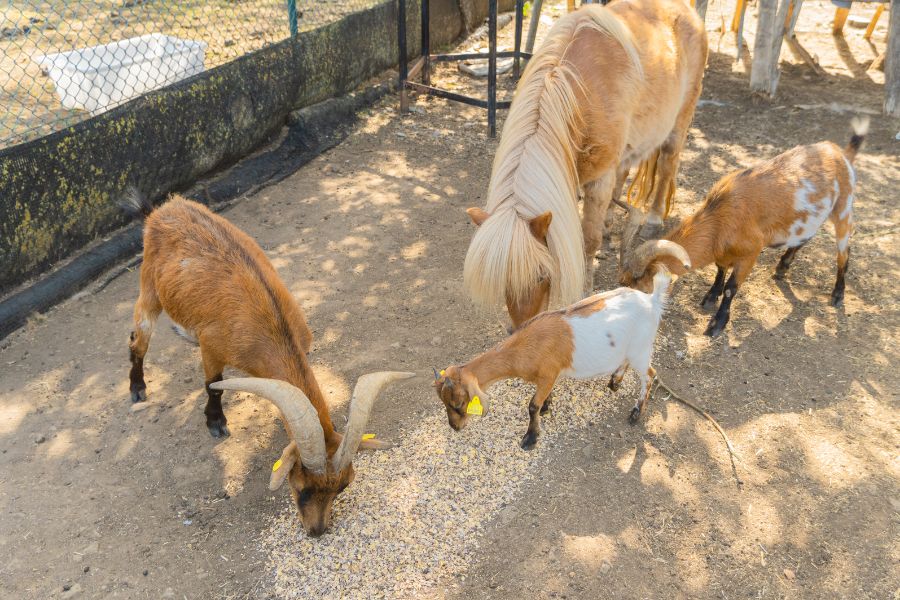 Een pony en geiten die grazen op de camping Senia Rupit