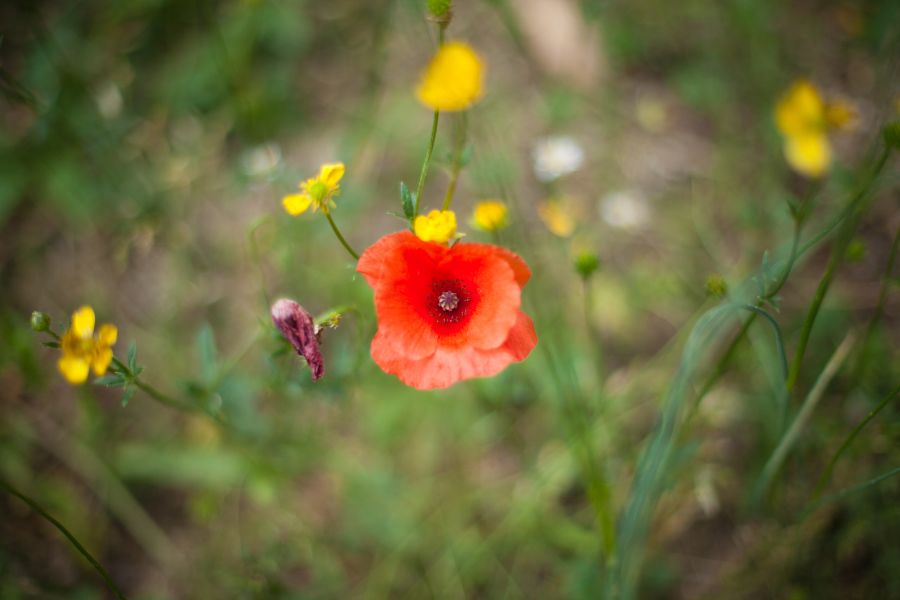 Bloemen in het bos van camping Senia Rupit