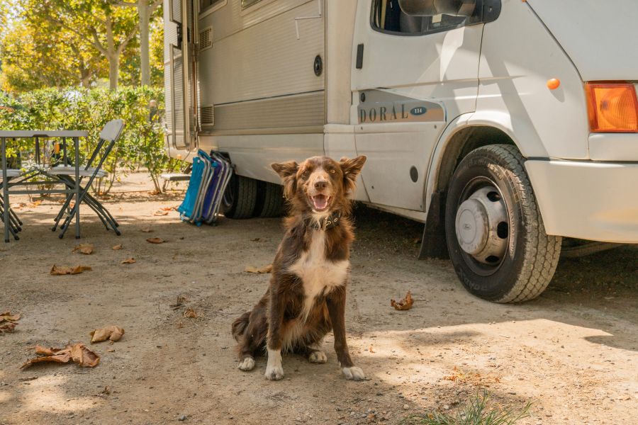 perro delante de una autocaravana en una parcela de los campings Sènia
