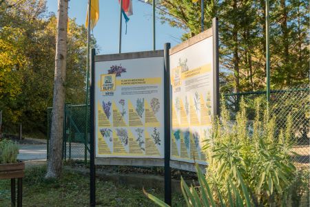 Plantes aromàtiques