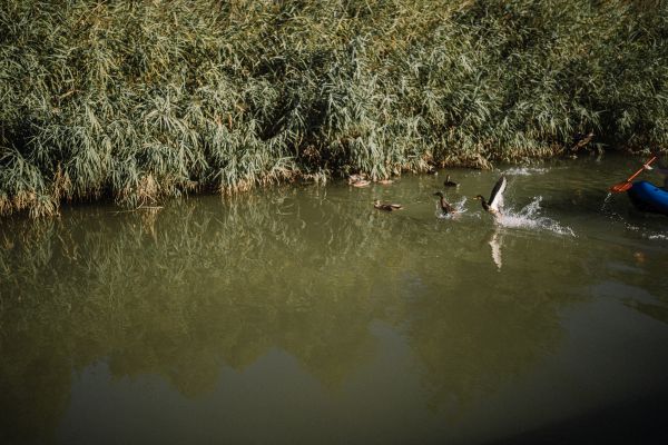 De Werelddag van de Wilde dieren en planten