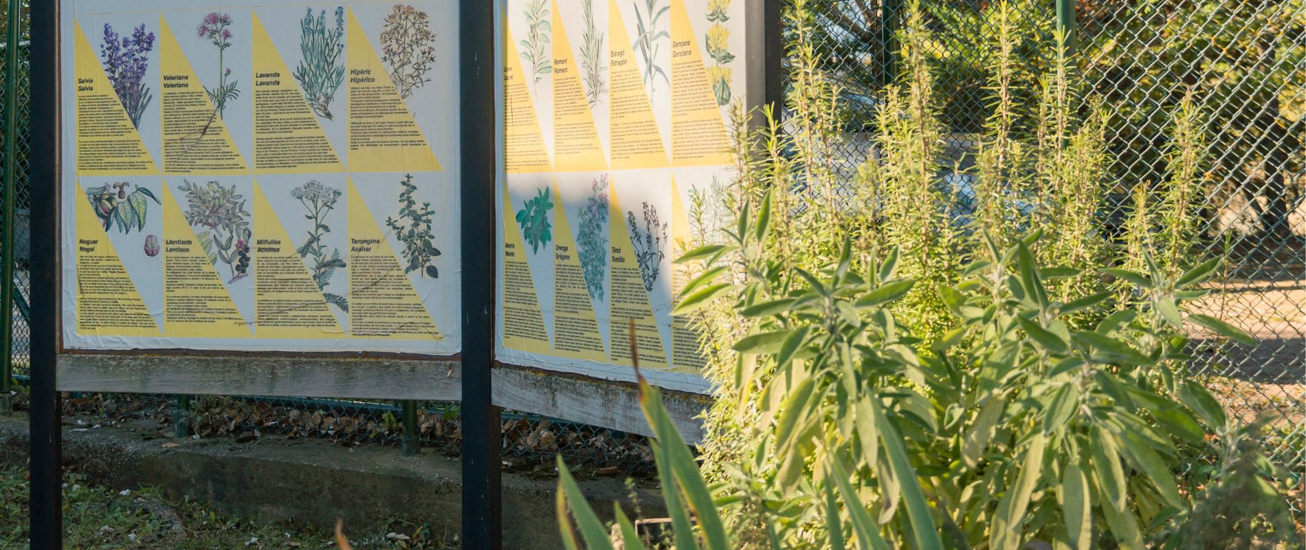 Plantes aromàtiques